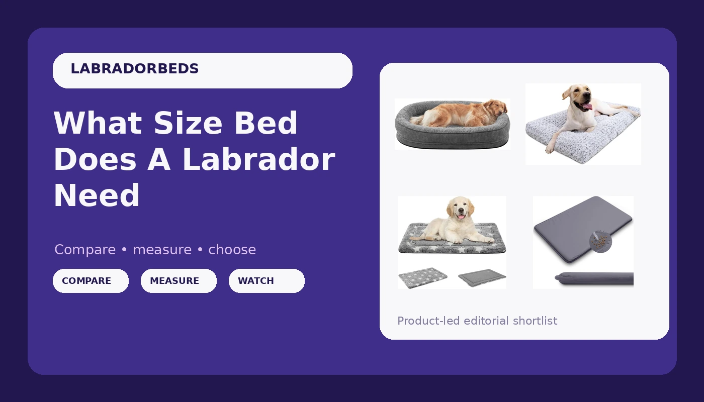 What Size Bed Does A Labrador Need - LabradorBedGuide review with measurements and honest opinion
